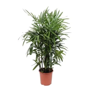 Vrouwenpalm Rhapis Excelsa