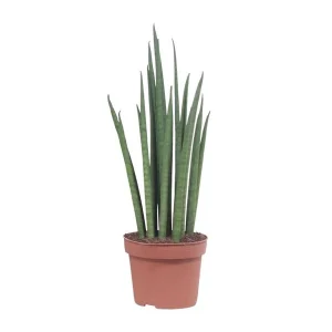Vrouwentong, Cilindrische/Speer lijkend Groen Blad, Sansevieria Mikado