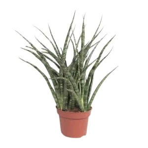 Vrouwentong, De Slangenplant, Zwaardachtig Groenachtig Blad met lichte Vlekken/Strepen, Stervormige Uitstraling, Sansevieria Fernwood Punk