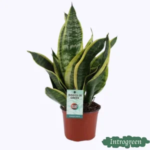 Vrouwentong, Donker Blad met Streep, Sansevieria Futura Superba