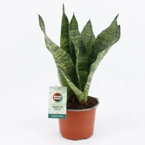 Vrouwentong, Donkergroen Blad met horizontale strepen, Sansevieria Black Coral