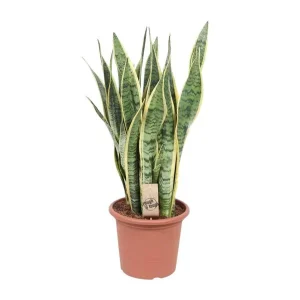 Vrouwentong, Goudrandplant, Zwaardvormig Donkergroen Blad met Gele Rand, Sansevieria Laurentii