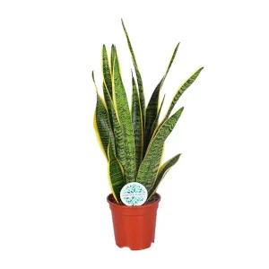 Vrouwentong, Goudrandplant, Zwaardvormig Donkergroen Blad met Gele Rand, Sansevieria Laurentii