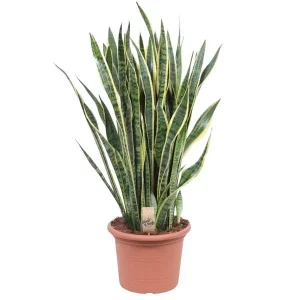 Vrouwentong, Goudrandplant, Zwaardvormig Donkergroen Blad met Gele Rand, Sansevieria Laurentii