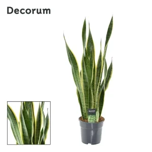 Vrouwentong, Goudrandplant, Zwaardvormig Donkergroen Blad met Gele Rand, Sansevieria Laurentii