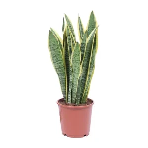 Vrouwentong, Goudrandplant, Zwaardvormig Donkergroen Blad met Gele Rand Sansevieria Laurentii