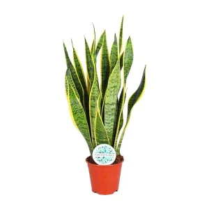 Vrouwentong, Goudrandplant, Zwaardvormig Donkergroen Blad met Gele Rand, Sansevieria Laurentii