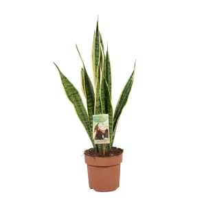 Vrouwentong, Goudrandplant, Zwaardvormig Donkergroen Blad met Gele Rand Sansevieria Laurentii