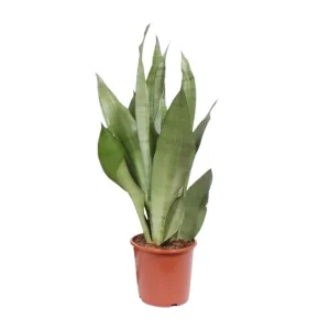 Vrouwentong, Zilverkleurig Blad, Sansevieria Moonshine