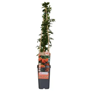 Vuurdoorn Oranje