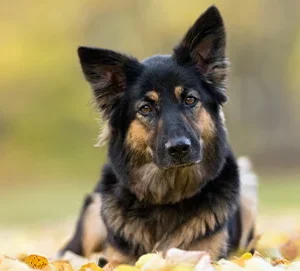 Wat is de beste waakhond?