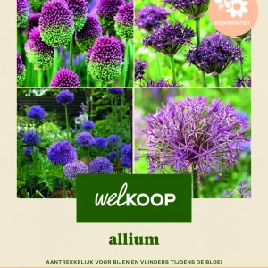 Welkoop Allium Biodiversiteit - Bloembollen