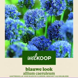 Welkoop Allium Caeruleum - Bloembollen