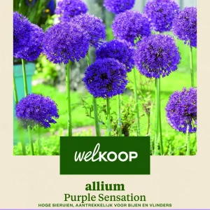Welkoop Allium Purple Sensation - Bloembollen