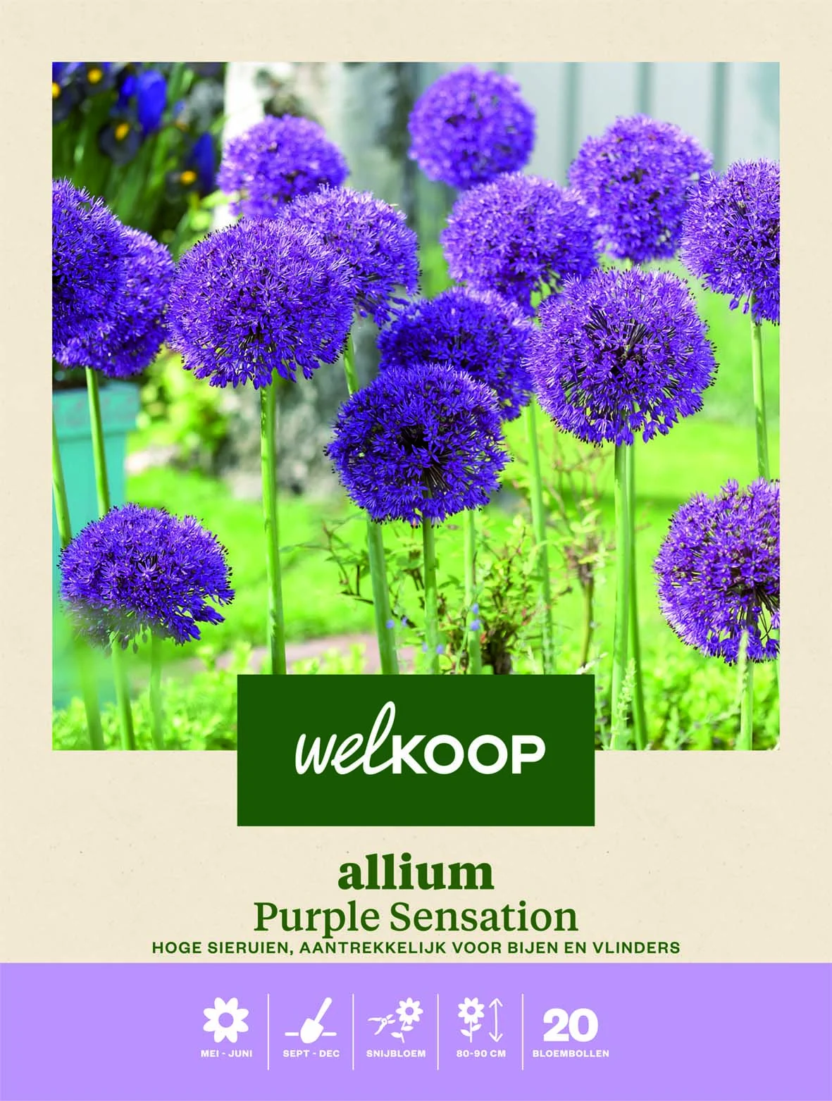 Welkoop Allium Purple Sensation - Bloembollen