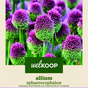 Welkoop Allium Sphaerocephalon - Bloembollen