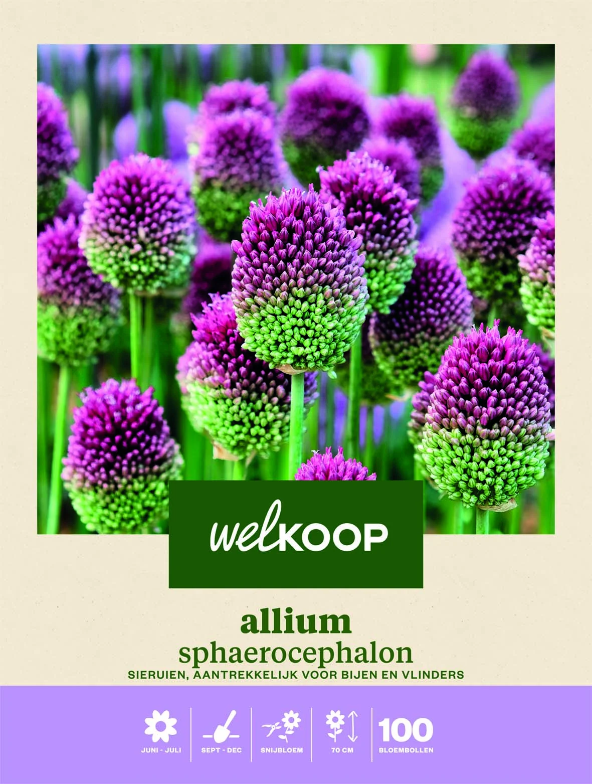 Welkoop Allium Sphaerocephalon - Bloembollen