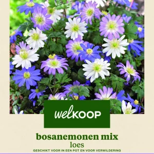 Welkoop Anemoon Loes - Bloembollen