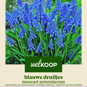 Welkoop Blauwe druifjes Muscari Armeniacum - Bloembollen