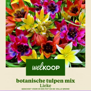 Welkoop Botanische Tulpen mix Lieke - Bloembollen