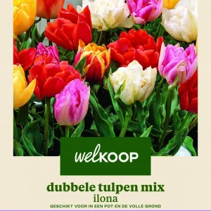 Welkoop Dubbele Tulpen mix Ilona - Bloembollen