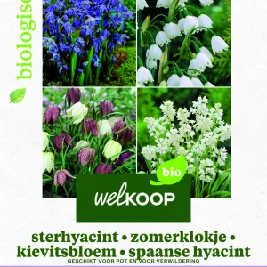Welkoop Hyacint Allium Krokus Biologisch - Bloembollen