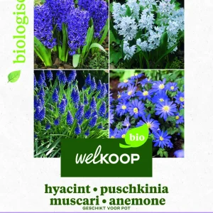 Welkoop Hyacint Biologisch Blauwe druifjes Anemone - Bloembollen