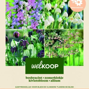 Welkoop Hyacint Kievitsbloem Allium Biodiversiteit - Bloembollen