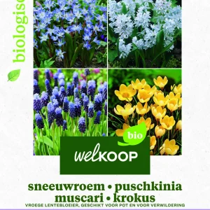 Welkoop Hyacint Sneeuwroem blauwe druifjes krokus Biologisch - Bloembollen