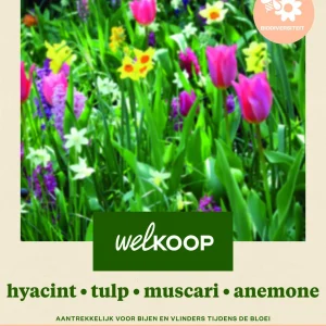 Welkoop Hyacint Tulp Narcis Blauwe druifjes - Biodiversiteit - Bloembollen