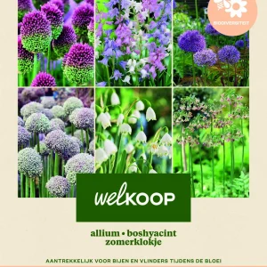 Welkoop Hyacint Zomerklokje Allium Biodiversiteit - Bloembollen