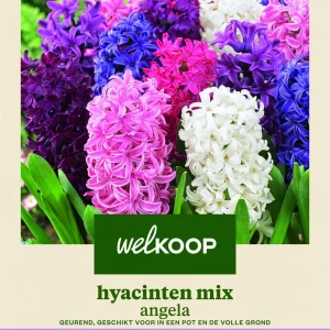 Welkoop Hyacinten mix Angela - Bloembollen