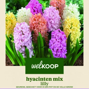 Welkoop Hyacinten mix Lilly - Bloembollen