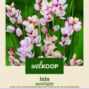 Welkoop Ixia Spotlight - Bloembollen