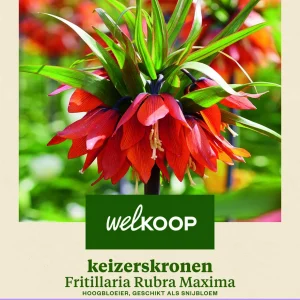 Welkoop Keizerskroon Fritillaria Rubra Maxima - Bloembollen