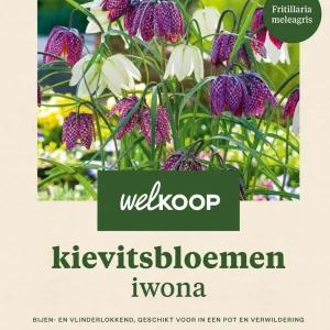 Welkoop Kievitsbloem Iwona - Bloembollen