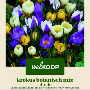 Welkoop Krokus Botanisch mix Alinde - Bloembollen
