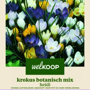 Welkoop Krokus Botanisch mix Heidi - Bloembollen