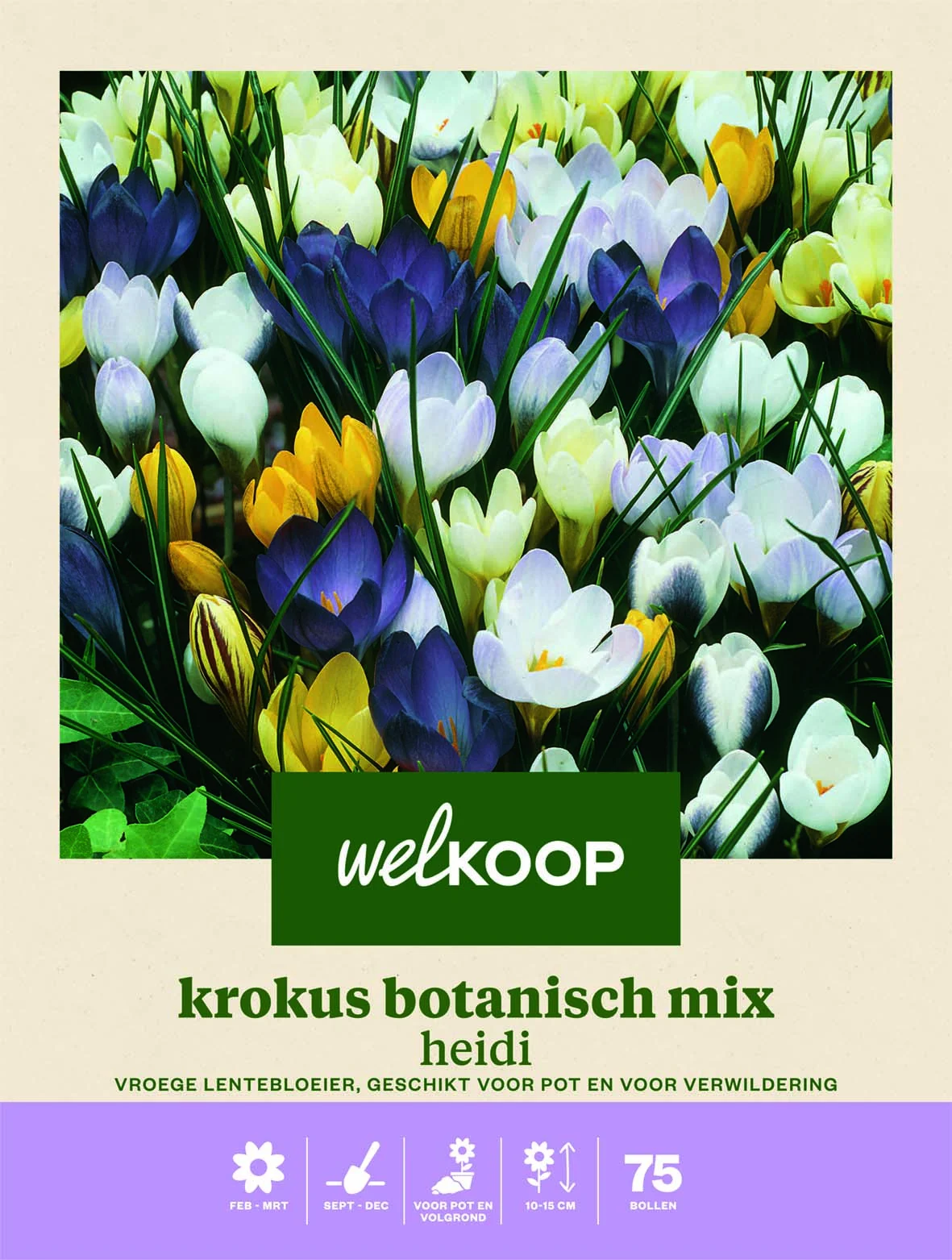 Welkoop Krokus Botanisch mix Heidi - Bloembollen