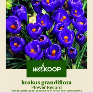 Welkoop Krokus Grandiflora Flower Record - Bloembollen