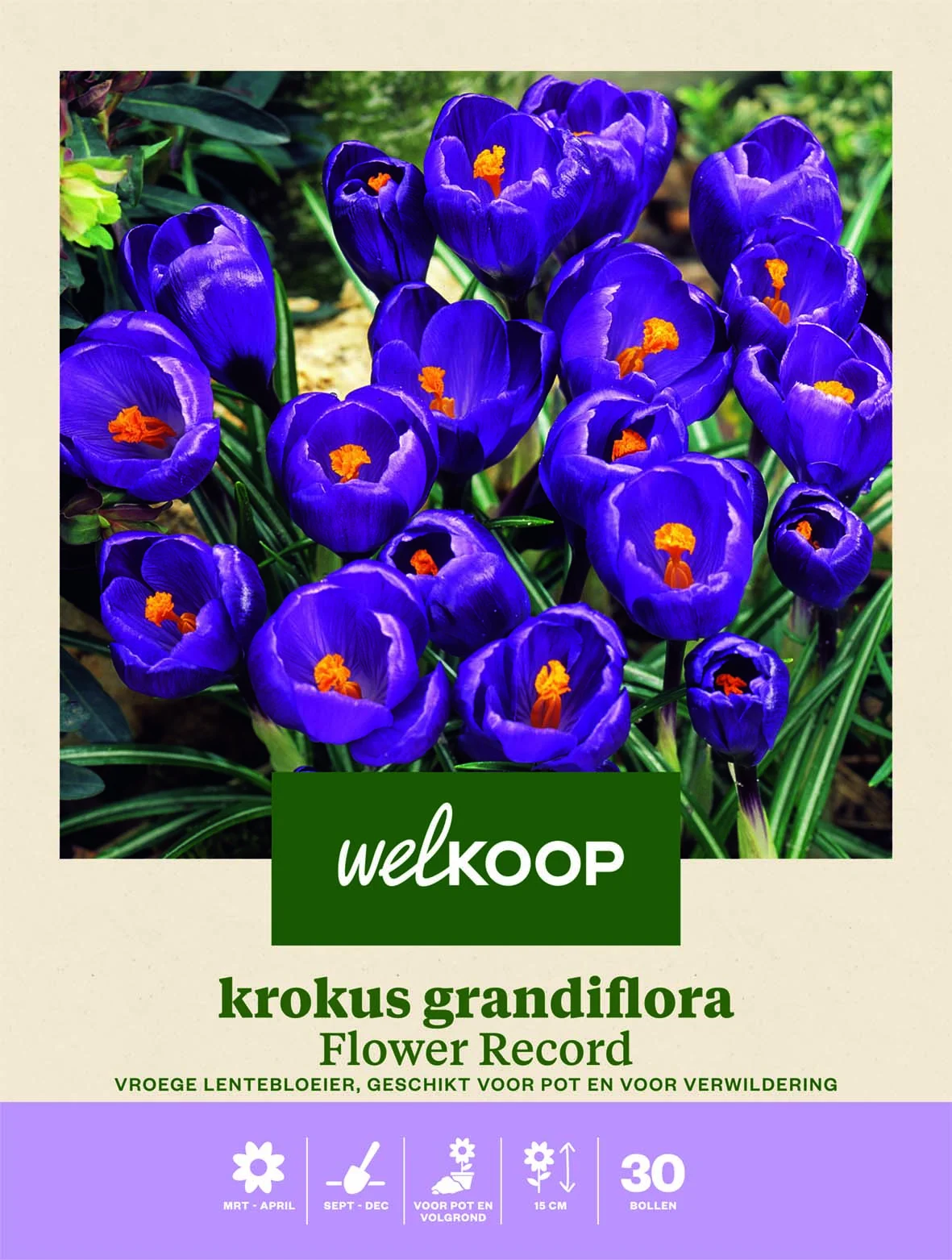 Welkoop Krokus Grandiflora Flower Record - Bloembollen