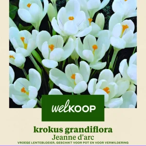 Welkoop Krokus Grandiflora Jeanne d'Arc - Bloembollen