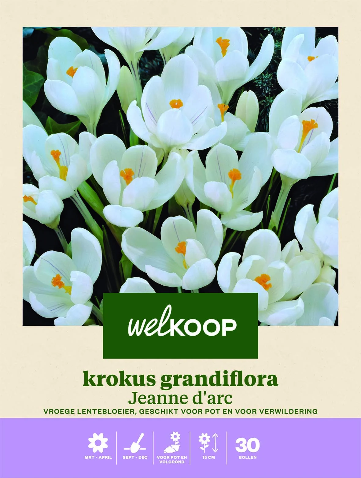 Welkoop Krokus Grandiflora Jeanne d'Arc - Bloembollen