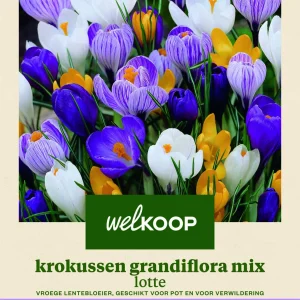 Welkoop Krokus Grandiflora mix Lotte - Bloembollen