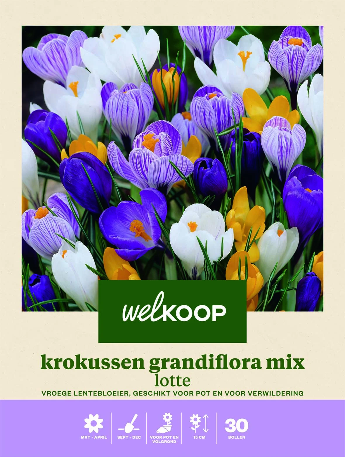 Welkoop Krokus Grandiflora mix Lotte - Bloembollen