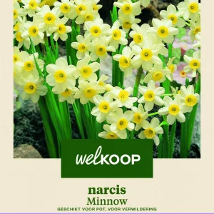 Welkoop Narcis Botanisch Minnow - Bloembollen