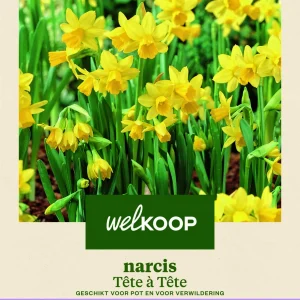 Welkoop Narcis Botanisch Tete-a-Tete - Bloembollen