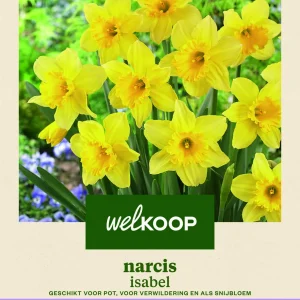 Welkoop Narcis Isabel - Bloembollen