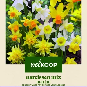 Welkoop Narcis Marjan - Bloembollen