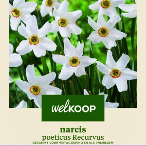 Welkoop Narcis poeticus Recurvus - Bloembollen